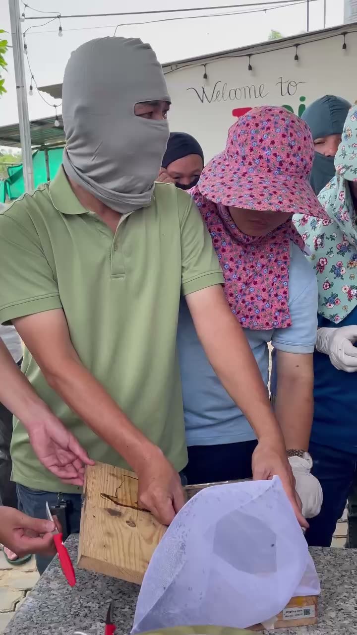 Dùng túi lưới khi thao tác với đàn ong dú