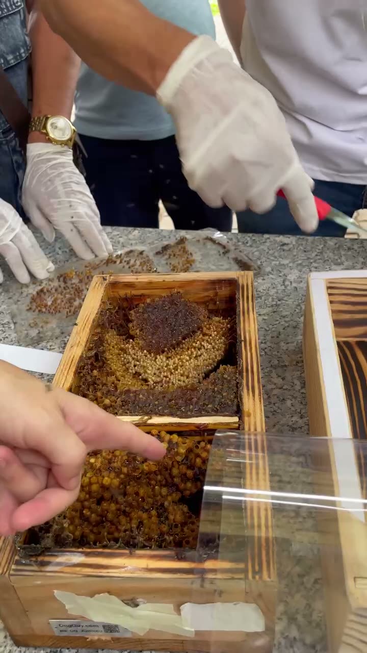Cạo bọc mật trong thùng ong dú