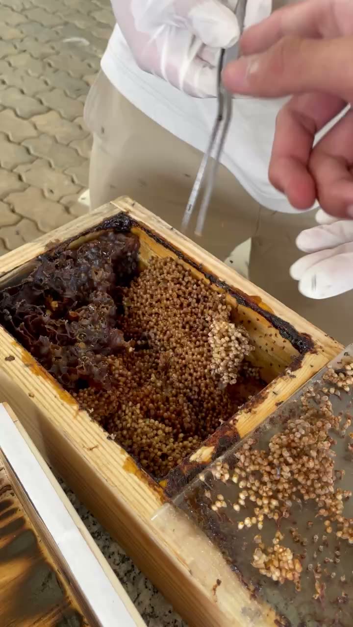 Chỉ rõ phần bọc mật trong tổ ong dú